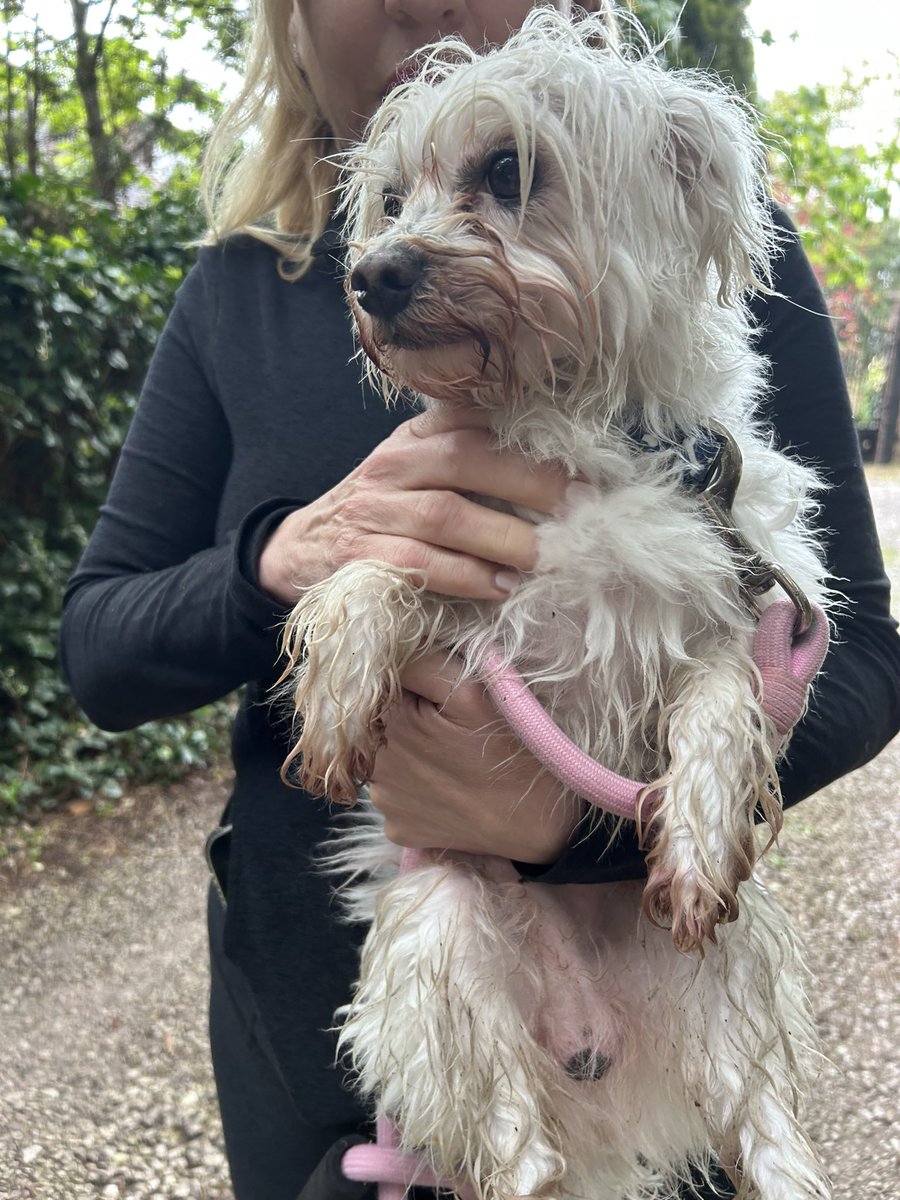 We have found this little dog alone and wondering about Totteridge Common, London N20 Twitter please do your thing. #LostDog