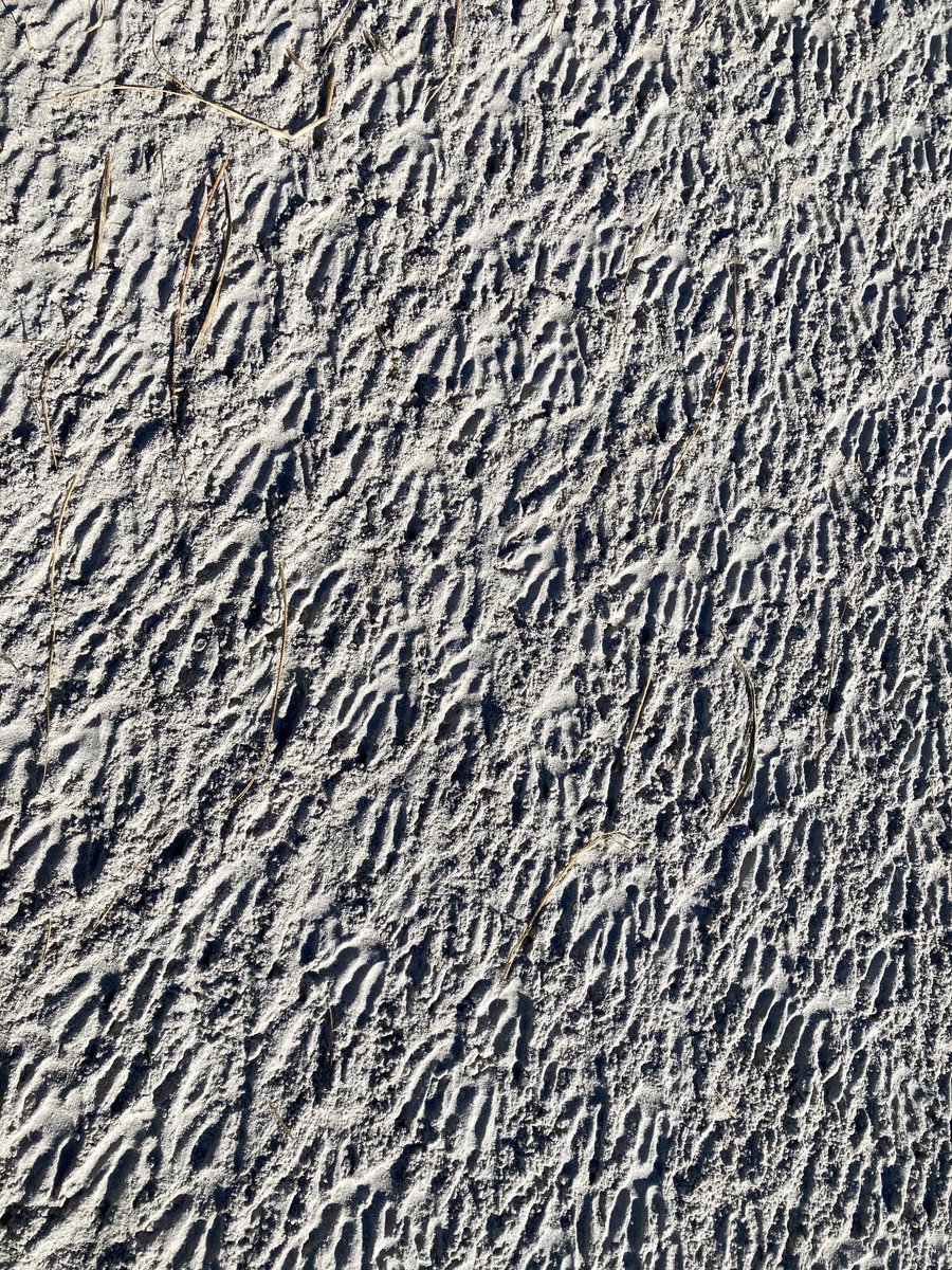 BarbarellaB's tweet photo. @BugsOfArt Penguin footprints in the sand. https://t.co/wZcqqriCK8