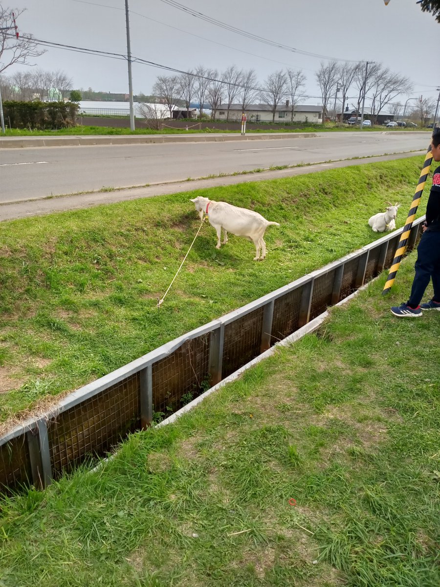 yagisan_meimei's tweet image. ゴートウィーク（ヤギ週間）

#ヤギ 
#GW 
#GOATWEEK