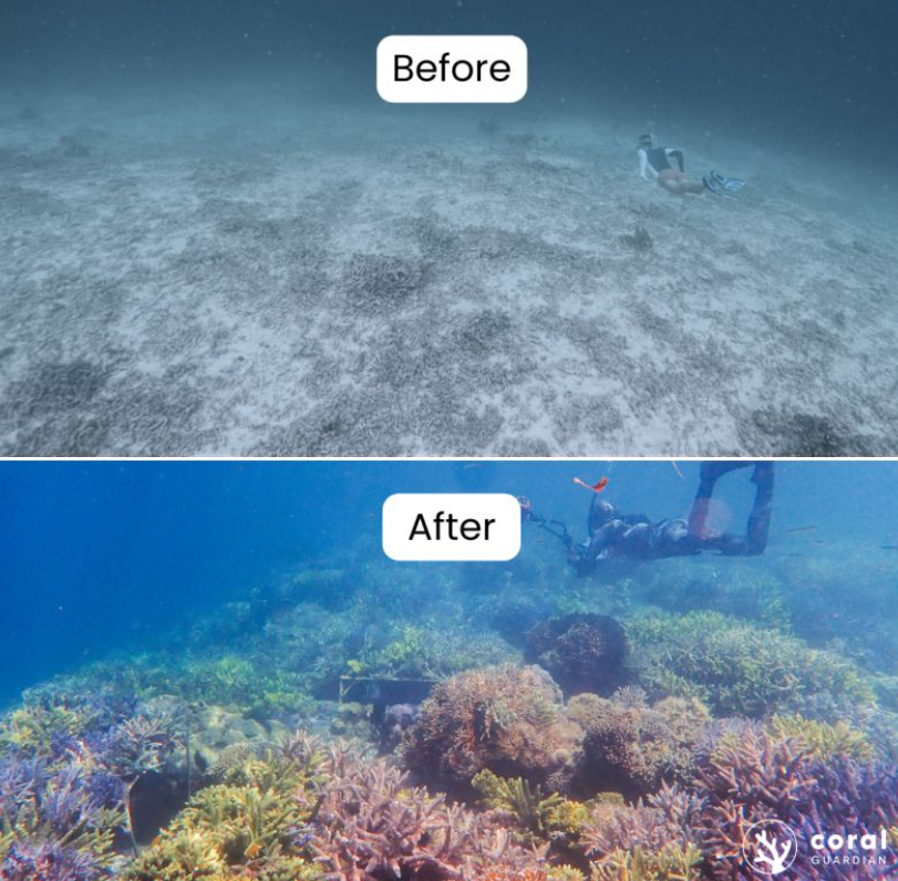🇫🇷 Depuis 2015, l’association Coral Guardian a transplanté plus de 53 000 coraux ! Son objectif est de recréer des écosystèmes coralliens puis de les protéger en collaborant étroitement avec les communautés locales ! 👏 (Coral Guardian)

📸 Martin Colognoli