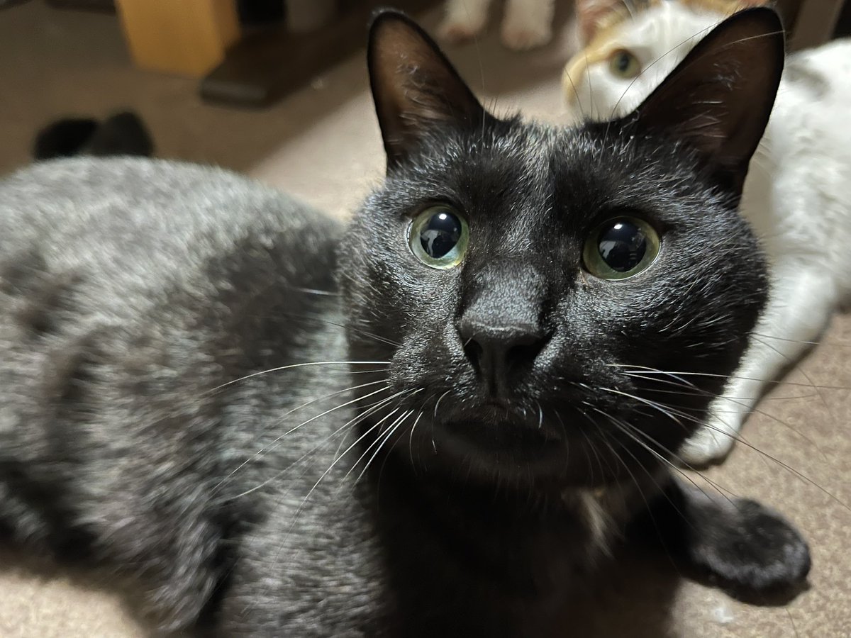 ralan0808's tweet photo. 4/6 13時頃、猫のカイくんが脱走しました。場所は埼玉県上尾市原市です。

毛色:黒
性別:オス(去勢済み)
特徴:ピンクの鈴付きの首輪をしています。
しっぽが特徴的で真ん中で折れて先がプラプラしてます

もし見かけた方がいたらご一報いただけると幸いです。
#迷い猫 #猫探しています #拡散希望 https://t.co/cbgCLHR7vs