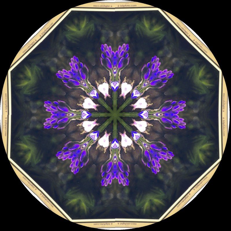 gennepher's tweet photo. #KaleidoSaturday
#kaleidoscope
#laboscope
From my last two paintings of flowers from my garden. https://t.co/YWfymmFL2Q