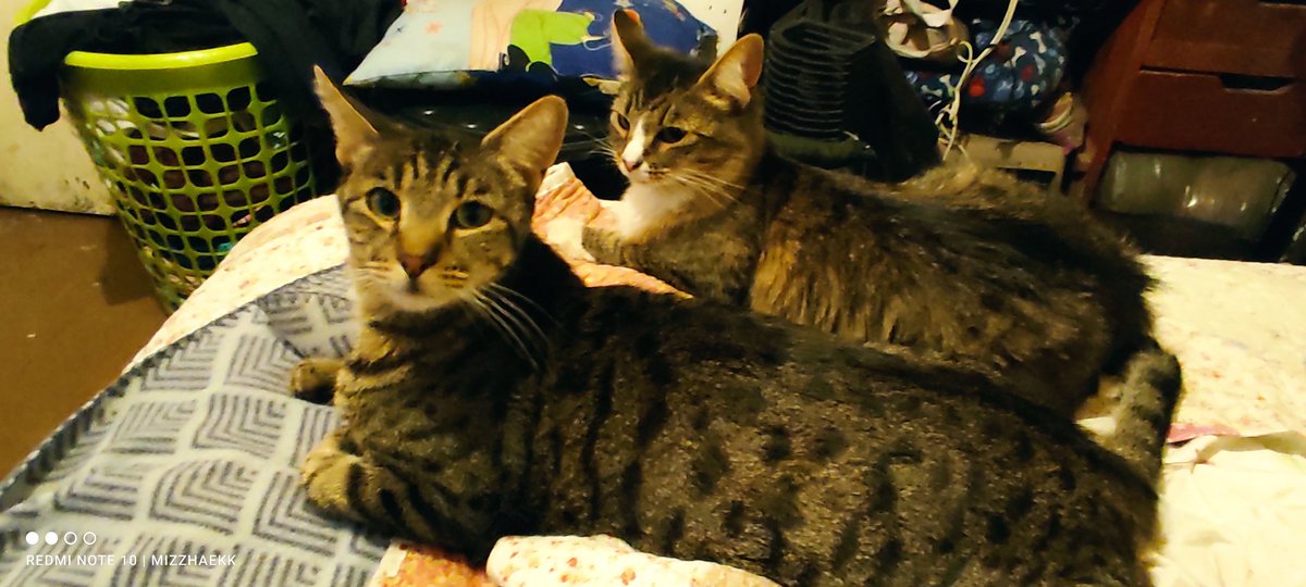 mizugrc's tweet photo. @Tiofelino Quiero denunciar a estos 4 que me quitan el lado calientito de la cama!🥶 https://t.co/M30zozAmu6