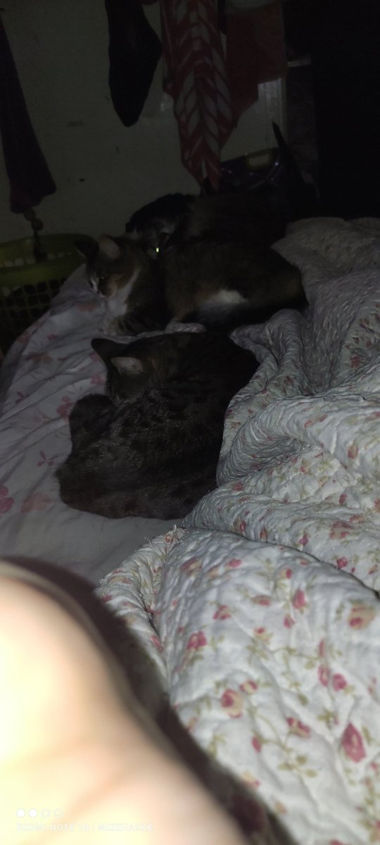 mizugrc's tweet photo. @Tiofelino Quiero denunciar a estos 4 que me quitan el lado calientito de la cama!🥶 https://t.co/M30zozAmu6