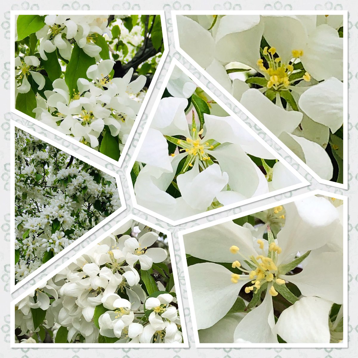 #SixOnSaturday collage of the elegant #blossoms on the #SpringSnowCrabTree in the front #garden 🤍 

#serene #beauty #flowerphotography #naturephotography #GardeningTwitter #mygarden #inthegarden #GardnersWorld