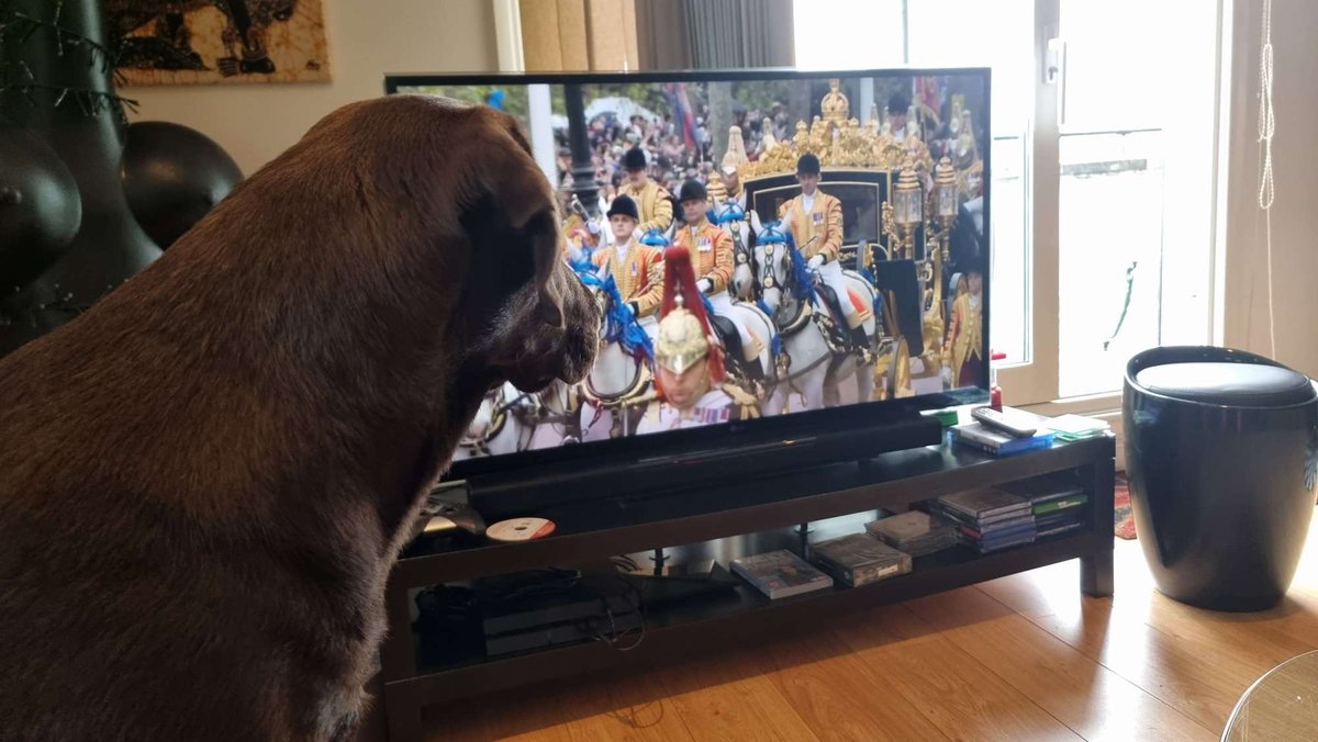 LiaWired's tweet photo. Hoomans do enjoy getting all posh! Something that does not happen everyday! #Coronation #KingCharlesCoronation #celebration #PompandCeremony are you watching? https://t.co/UPYeuf0pvD
