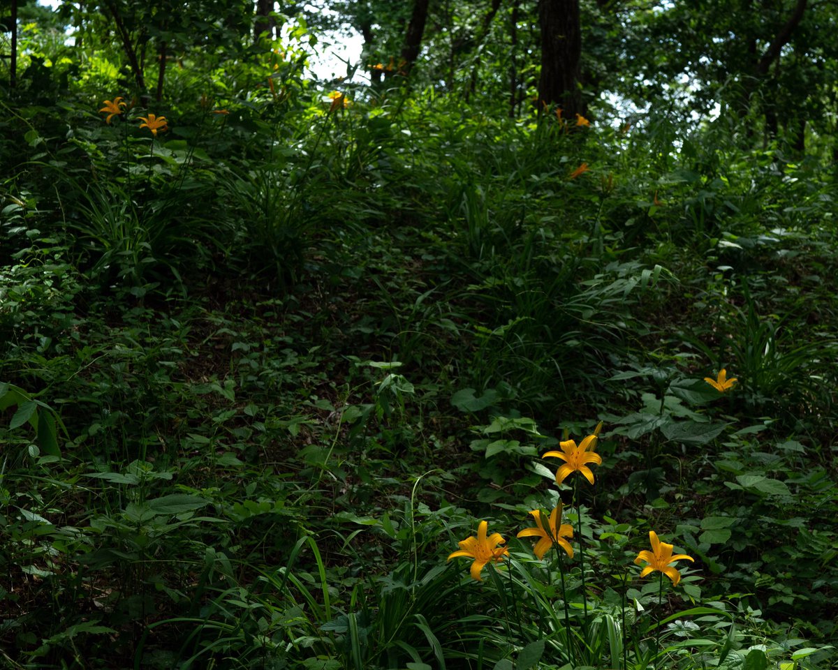 ku1904's tweet photo. 20230506

ムサシノキスゲ

府中市内の公園に自生するニッコウキスゲの変種

SONY #FE35mmf14za
SONY #a7RIII https://t.co/g8Dwr6dysK