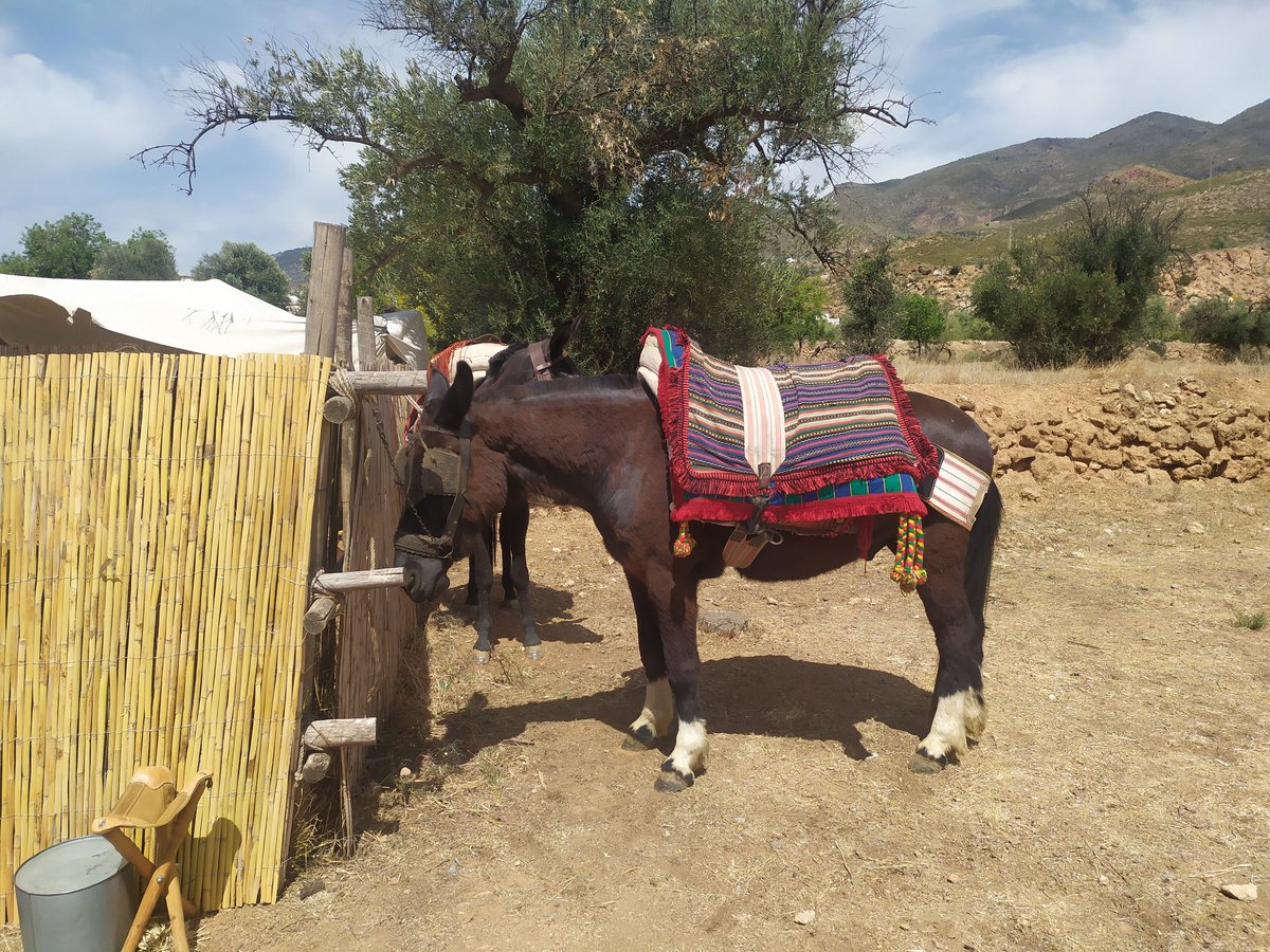 TugaiKhan's tweet photo. No hay mucho público este año, a ver de aquí a un rato.
#Padules https://t.co/sRP9nZ4CqV