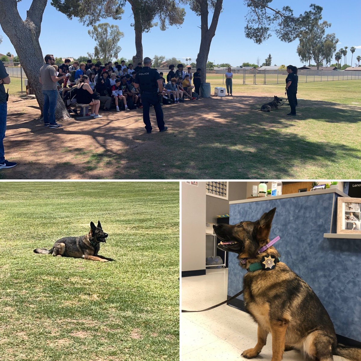 MJHSmustangsGPS's tweet image. Today, we had a visitor from Mesa Police Department. K9 unit stopped by to discuss the training requirements and some cool tricks! #wearemesquite #connectcreatecare