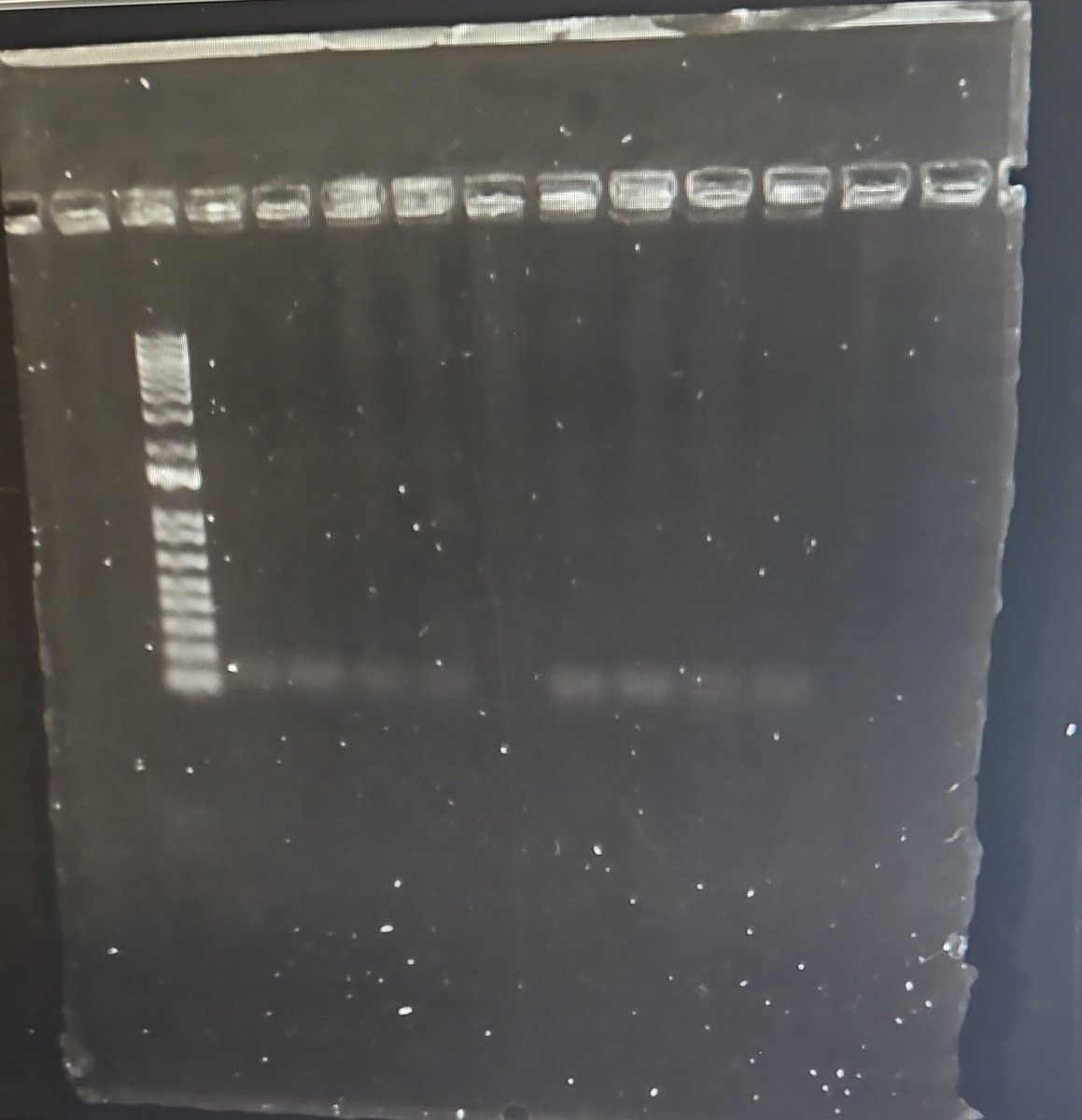 I came into work. On a Saturday. For you. And THIS is now you repay me?! Pure disappointment...
 #ScienceisFun
#phdlife #ScienceInAction  #phdchat #AcademicTwitter