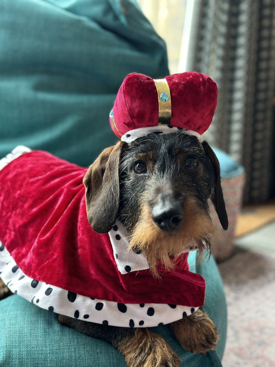 DachshundMaster's tweet photo. Bow before me mortals, I present to you, King Percy! 
#Coronation https://t.co/ObveGzZARV