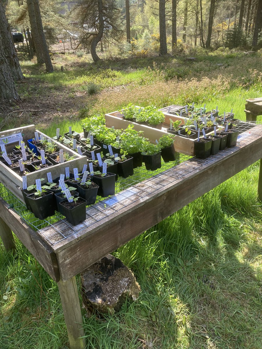 The ever expanding 50p table. They are growing fast, they are going fast -with more added daily to keep up with demand. Now is the time. It’s all go, time to grow. 😀
#tain #garden