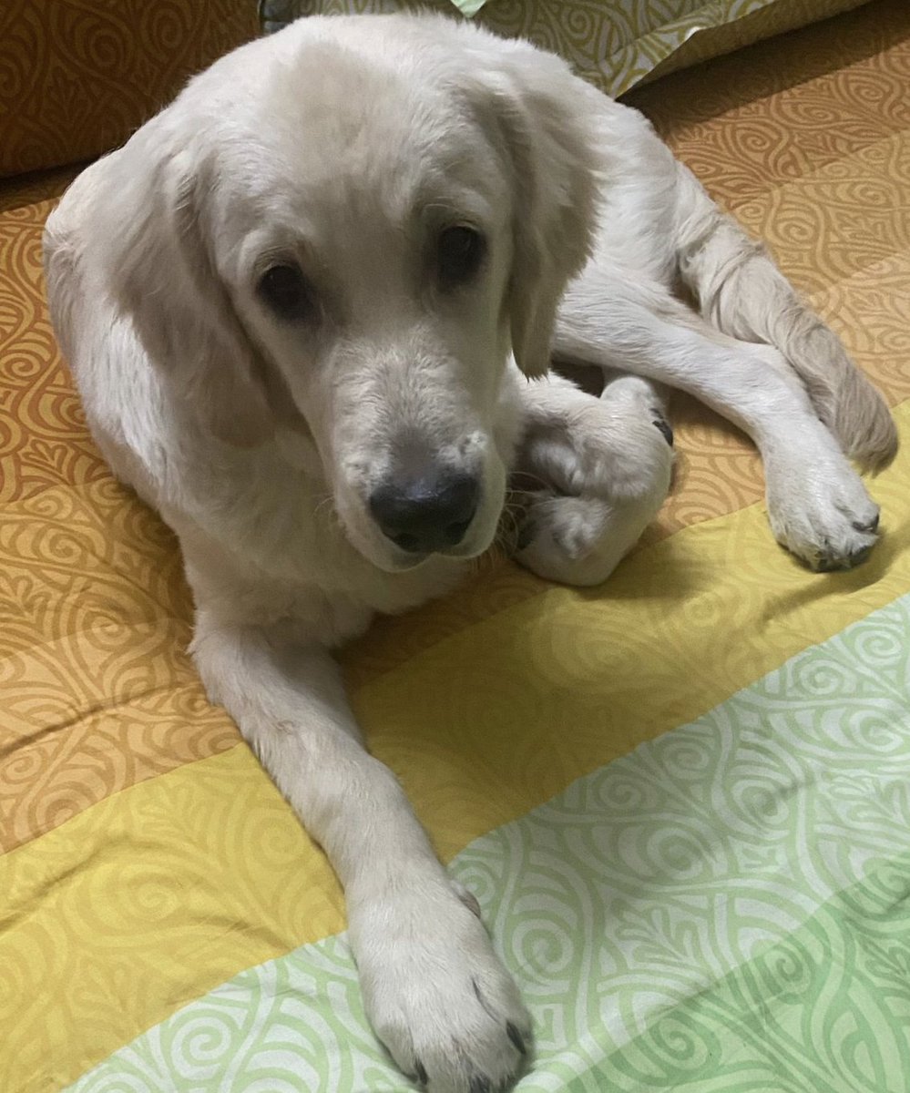 SahilBulla's tweet photo. MUMBAI! URGENT HELP NEEDED! ACE is having Kidney surgery and needs donor blood of a dog between 1-9 years of age, who weighs more than 15 kg with no history of tick fever as a stand by if I need blood transfusion. If you are willing to help me, then please ask your hooman to contact mine on +9199876 15598. 

Thank you!