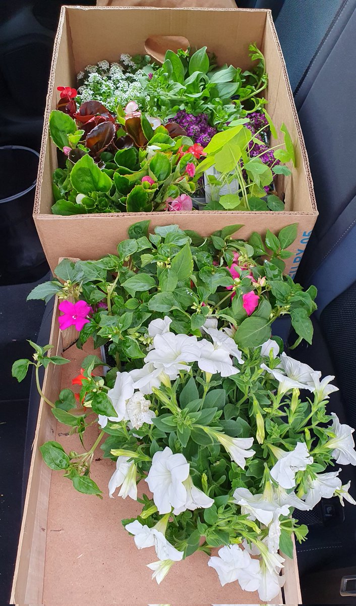 BCHSD15's tweet image. Busy afternoon ahead if the rain holds off! Just back from the @CastleknockCC plant sale. #Gardening #Flowers #SupportYourCommunity