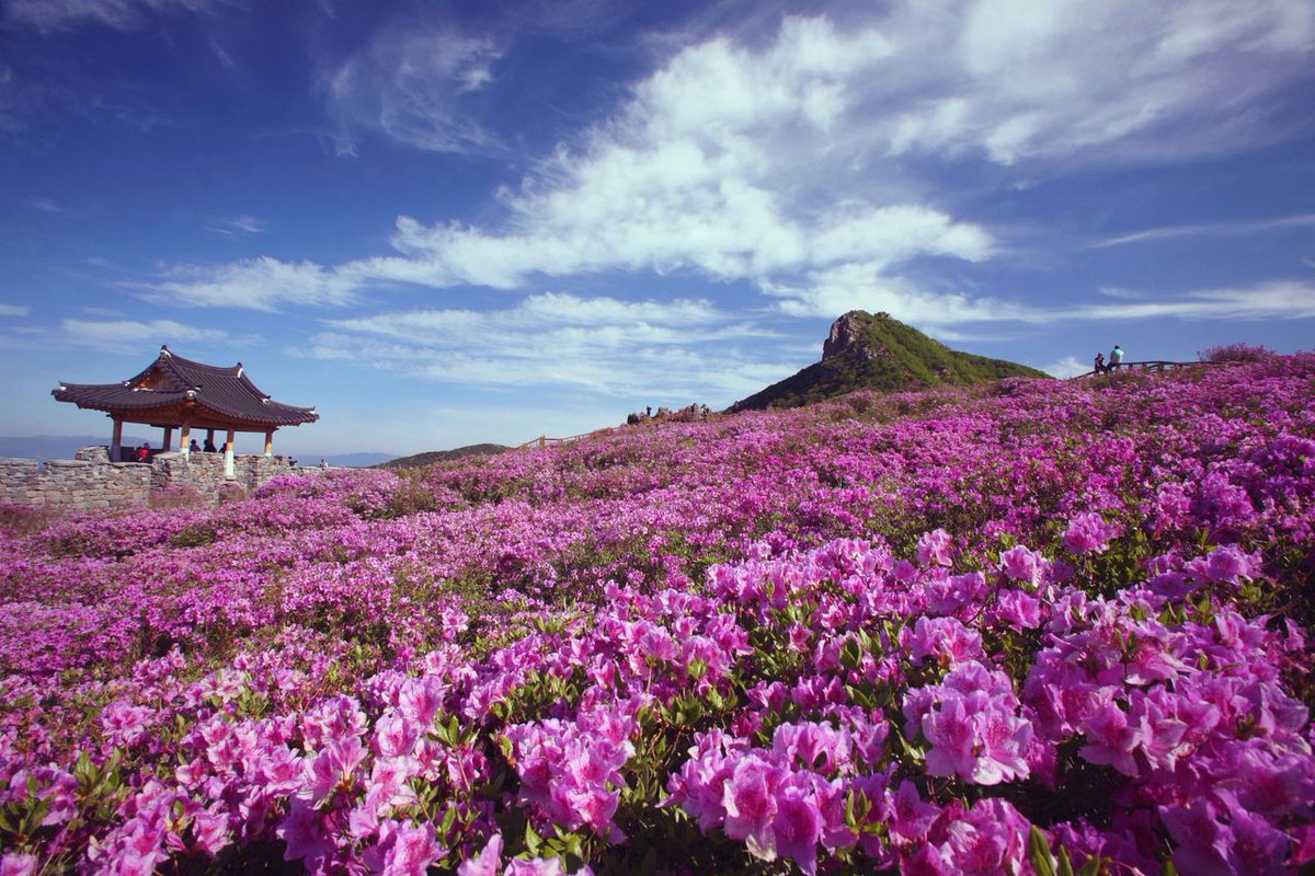 leciamaria's tweet photo. #SouthKorea #CoréiaDoSul #Mountain #Montanha #Flowers #Flores #Azalea #Azaleia #Nature #Natureza @gyun_kang #Bing
#GetReady
#JesusIsComingSOON
#GodBlessYou
#PrepareSe
#BREVEJesusVoltará
#DeusTeAbençoe https://t.co/Lt91j31gqH