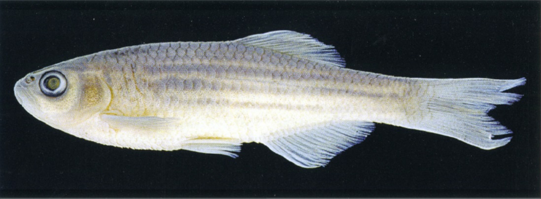 Varanussalvator's tweet photo. #FishEponym: Devario kakhienensis, a species of danio described in 1879 from the Kakhyen Hills, now known as the Kachin Hills, in what is now Kachin State, northeastern Myanmar, between the border of Myanmar and China.
π·: Fang Fang, Fang (1997) https://t.co/Ba27I7afPf