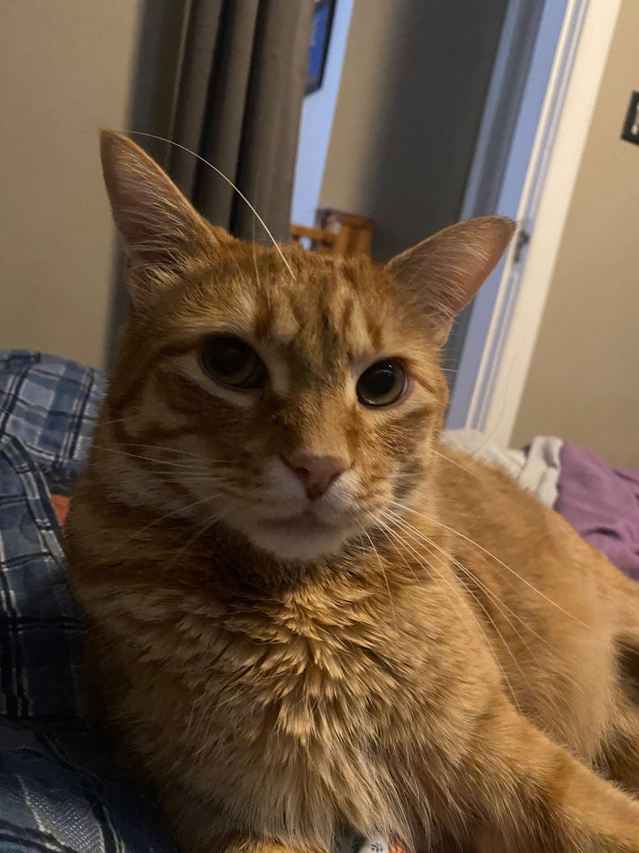 gingersnaps03's tweet photo. @BaRRaCCuDDa_ My Hammy (Ham Sandwich) says hello to your Hammy! https://t.co/DnrP5CV1Wd