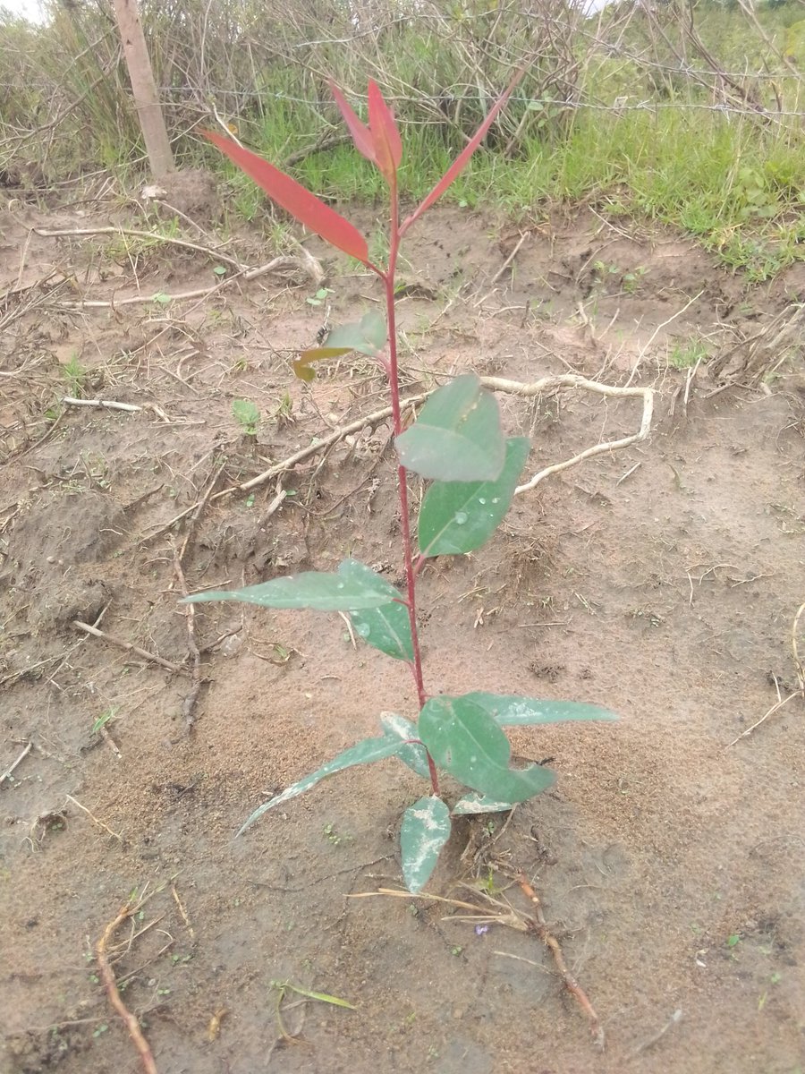ojilongmark's tweet photo. @ 4 years planting 20,350 trees for the Green world..@ClimateChangeTF @WBG_Climate @ClimateSma84939 @EUClimateAction @Tree adoption Uganda @Treehugger @nemaug @Greenpeace @greenpeaceusa @NGOmonitor https://t.co/NRSw9qYowR