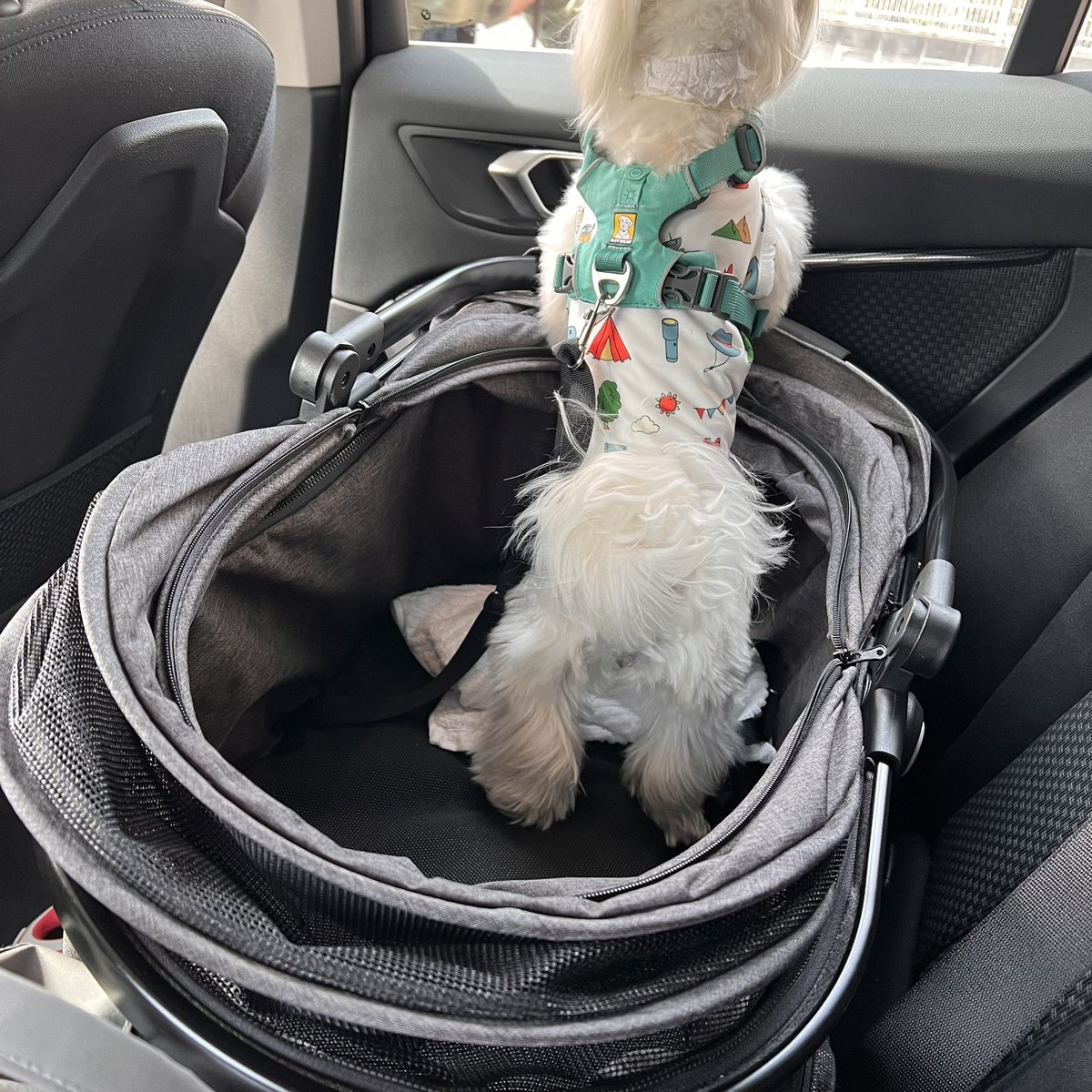 ♥夏の大特価Sale‼️イギリスお目目の可愛いドックカート②❤️ 中古・型落ちペットカートの格安通販 – Rentio Outlet