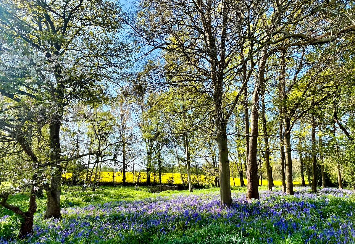 The woodland by The Orangery looking stunningly Spring like. The Castle is open Sundays, Mondays, Tuesdays and Wednesdays 11am-5pm (last entry 4:15pm) #BankHoliday #Tearoom #castle #kent #TunbridgeWells #Sevenoaks #tonbridge #woodlandwalk #kentcountryside #livemusicvenue #museum