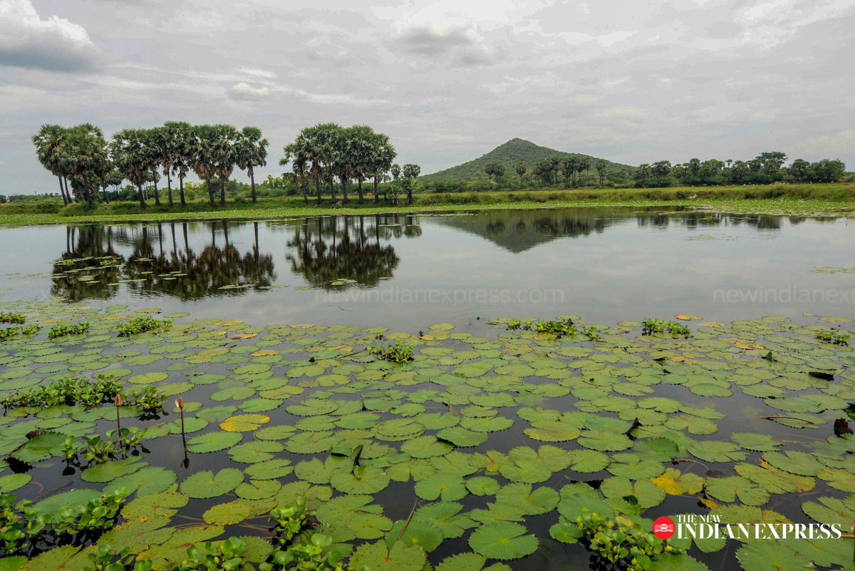 “Be like water. Show others their reflection with coolness.”-Devya Reflection of a hillock and trees in pond water at Manappadaiveedu in #Tirunelveli. EXPRESS PHOTO | @KARTHIKALAGU86