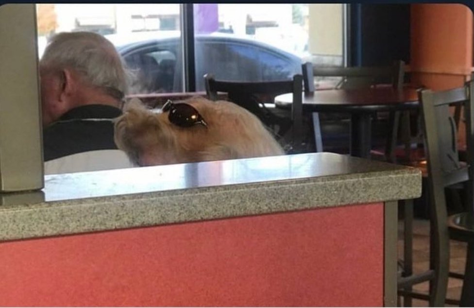 Gerçekten de ilk bakışta güneş gözlüğü takan köpek gibi duruyor.