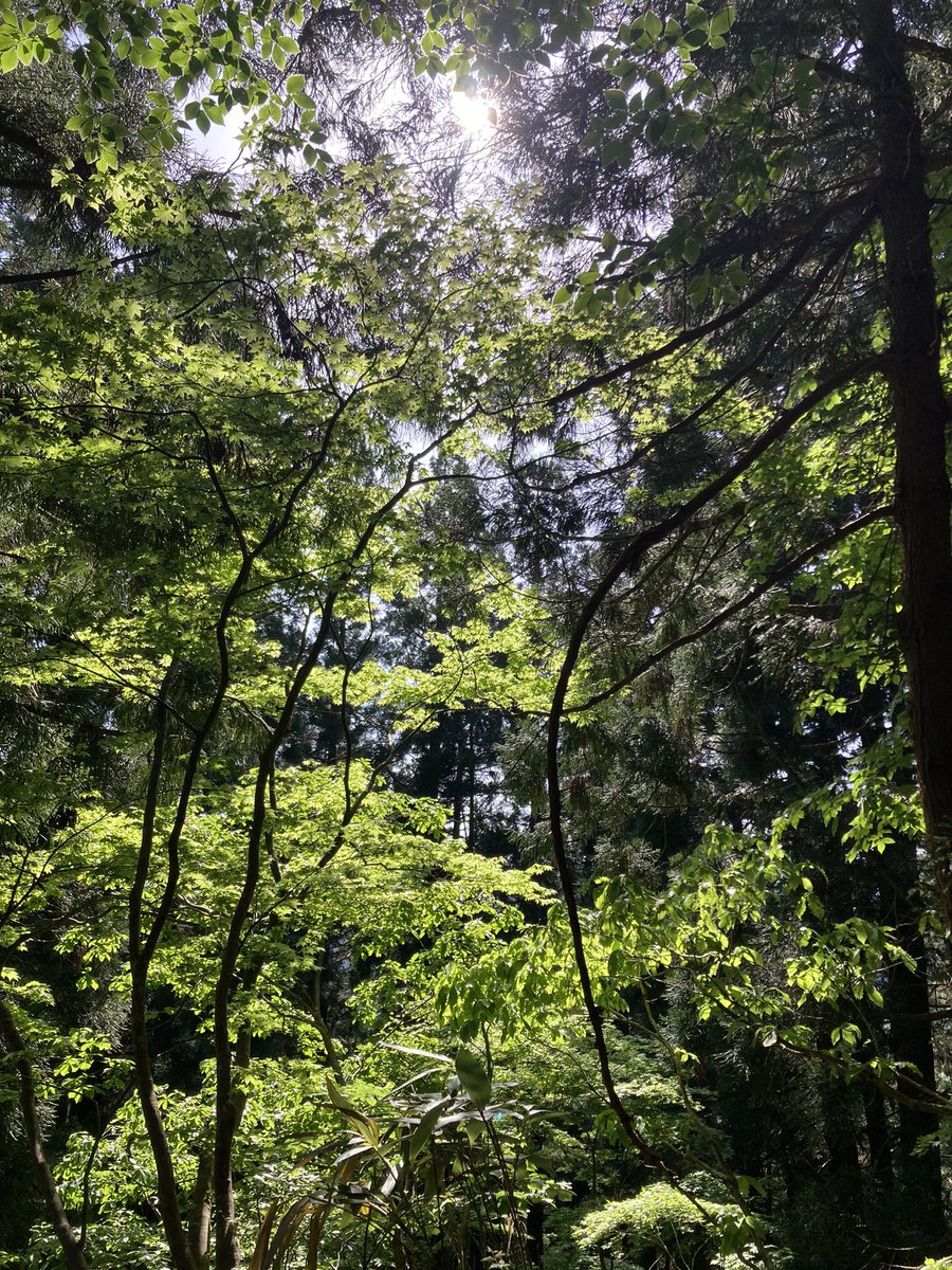 pppppotama's tweet photo. 自然🌱 https://t.co/MuIu2I1Q1V