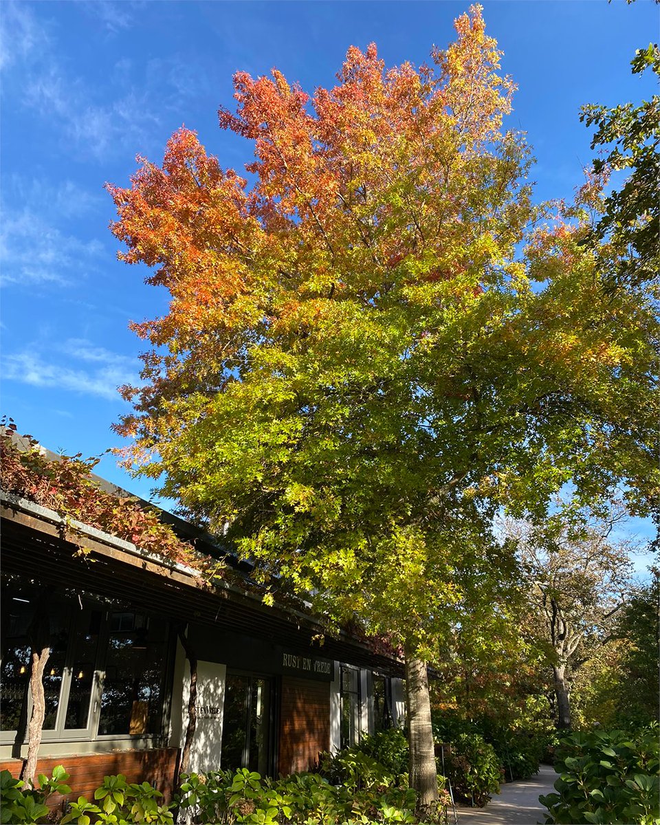 rustenvrede1694's tweet photo. We can't help but celebrate this beautiful time of year on the Estate! The pin oaks on our lawns are exploding into colour before the winter dormancy. Come join us at the Tasting Room for a Winemaker's lunch to enjoy the autumn beauty.

#rustenvrede #winemakerslunch #autumn https://t.co/z3QCYQ8nf4
