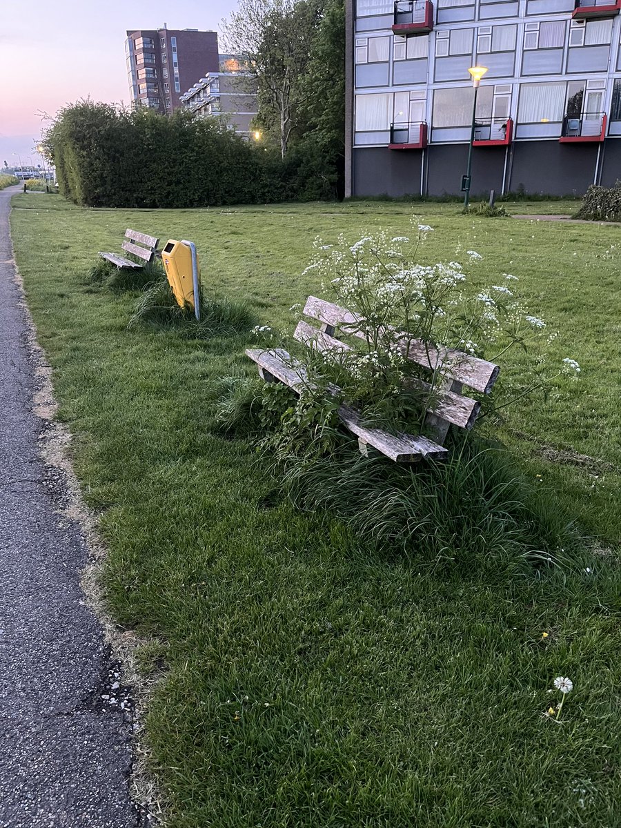 Gefaseerd maaien kun je ook doen door obstakels in te plannen. Deze planten dachten er ook zo over en hebben de bank in gebruik genomen. #kleurkeur <a href="/vlinderNL/">De Vlinderstichting</a> <a href="/birdingstip/">Anthonie Stip</a> #groenkeur.
