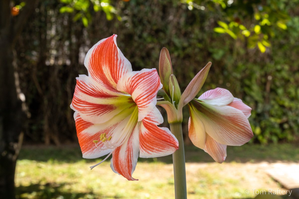 TomRaftery's tweet photo. Saturday's here and these Amaryllis blooms are living their best life! 🌺
Time to take a petal out of their book and add some colour to our weekend shenanigans. 🎨😉
#WeekendBloom #AmaryllisAdventures https://t.co/9Spi7XVPhQ