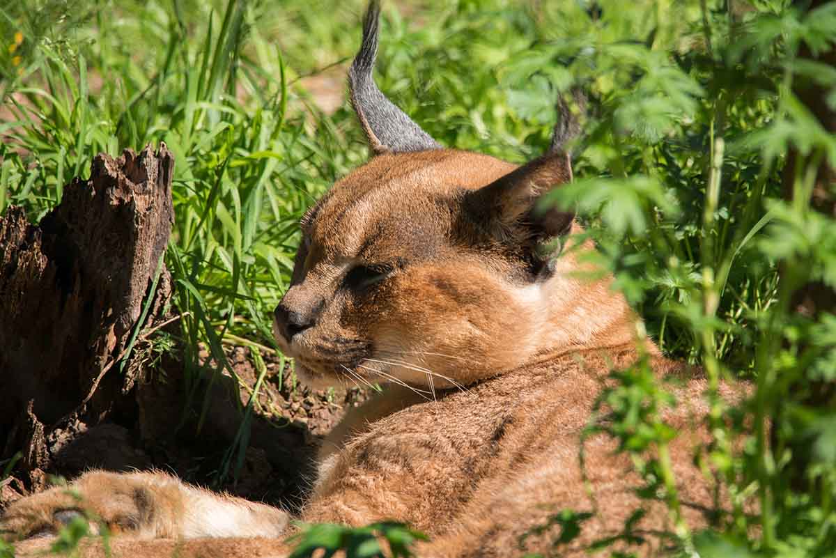 TheTurutu's tweet photo. Caracals are wild animals with a strong instinct to live in total freedom, making them unsuitable as pets. 

They need to run, hunt, and jump in their natural habitat, which is impossible in captivity. 

#wildanimals #caracals #pets https://t.co/txnNQttCG4