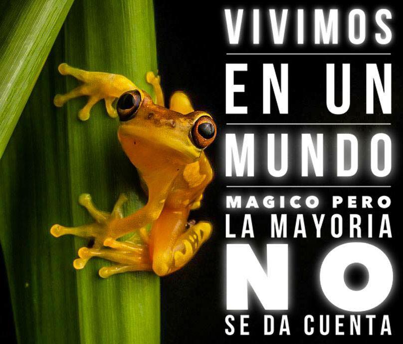 EcoInventos's tweet photo. ¡Vivimos en un mundo mágico! https://t.co/AeAFILkj37