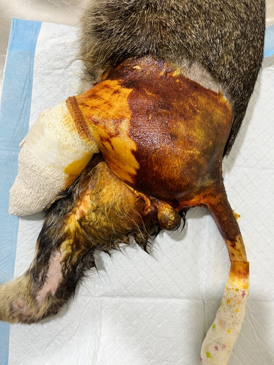 SueHidayah's tweet photo. nak mintak bantuan ikhlas.aku ada selamatkan sekor kucing  kena gigit biawak.kecederaan dia teruk,kaki dan ekor putus.petang tadi dah selesai surgery dgn tiga pembedahan serentak untuk pemandulan,kaki dan ekor. kos  rm1391.aku dah bayar rm500.baki lagi tak mampu.yg sudi pm aku https://t.co/5TqTxupRWM