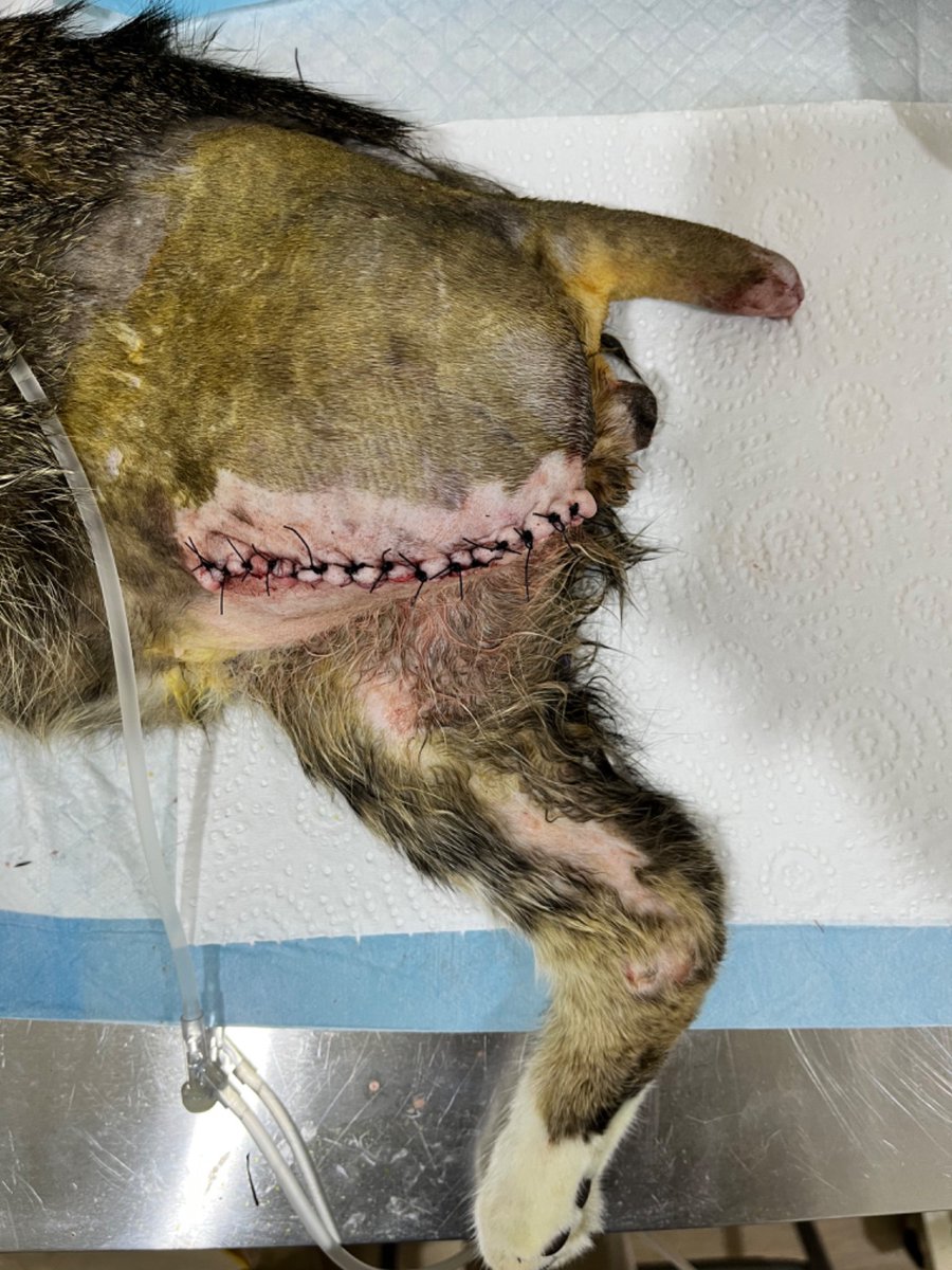 SueHidayah's tweet photo. nak mintak bantuan ikhlas.aku ada selamatkan sekor kucing  kena gigit biawak.kecederaan dia teruk,kaki dan ekor putus.petang tadi dah selesai surgery dgn tiga pembedahan serentak untuk pemandulan,kaki dan ekor. kos  rm1391.aku dah bayar rm500.baki lagi tak mampu.yg sudi pm aku https://t.co/5TqTxupRWM