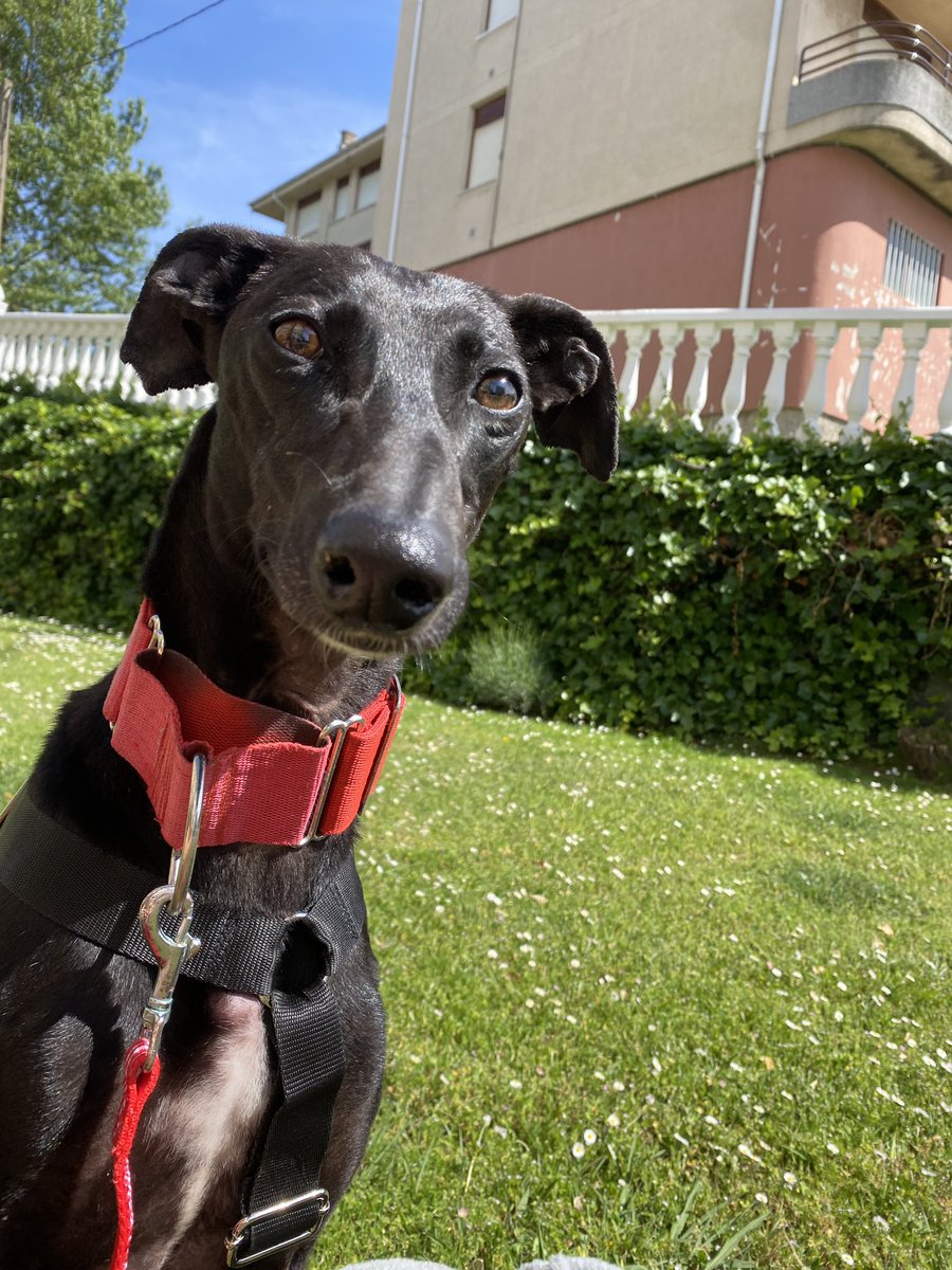 ¡Holi! Soy Sofía 

#NoCompresAdopta