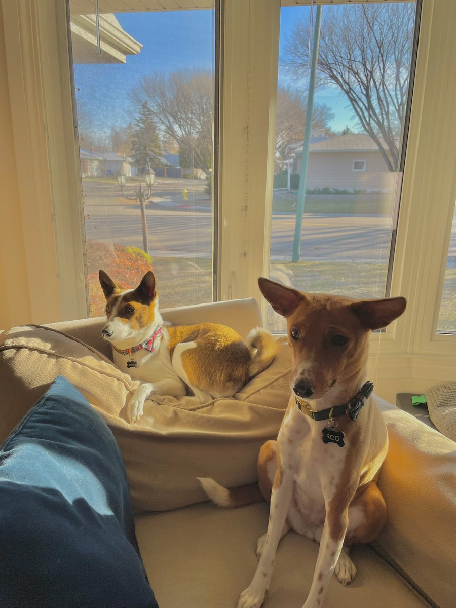 SAHoganCooke's tweet photo. @SassyMetisChick Roo and Ripley https://t.co/1lZyozeKOp