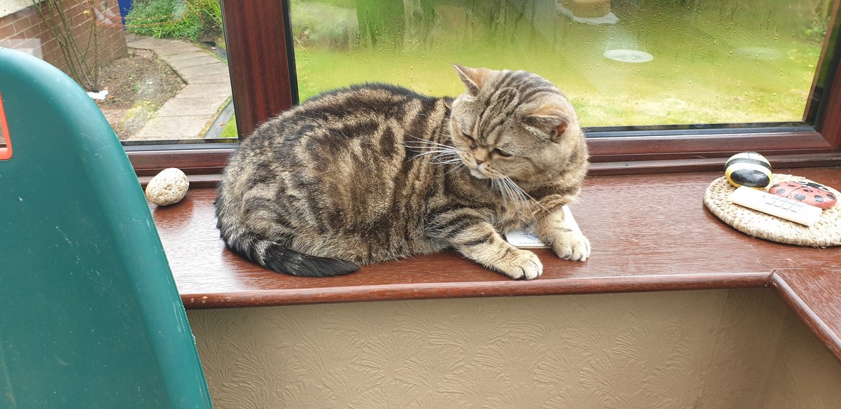 Hi friends,

I am staying with Granny Island for a few days. Here I am ensuring I look my best.

Poppet 
🐾😼😻

#chocolatetabby
#catsoninstagram 
#Caturday
#bshoninstagram 
#bsh
#bshcats 
#bshcat