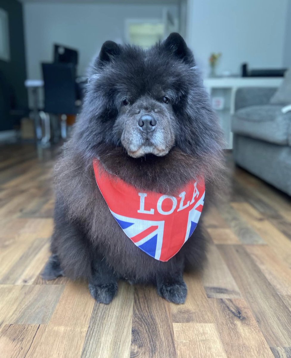 mossrorrison72's tweet photo. God save the King 🇬🇧🐻 https://t.co/SGj00XiOdu