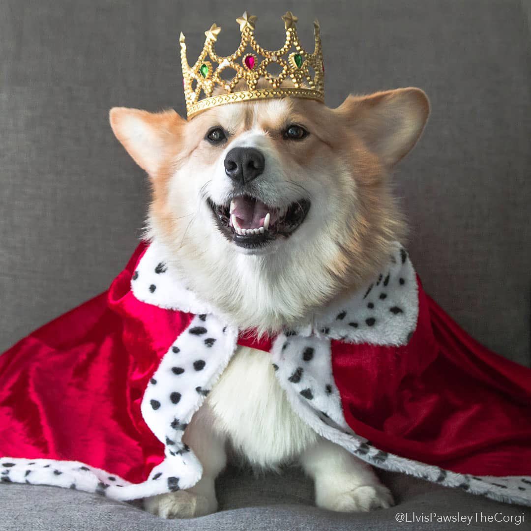 MrLennon_World's tweet photo. Wrooofff … Britain 🇬🇧 haz now a new King and Queen … conpawlatiuns #MuickAndSandy #Coronation #RoyalDogs #DogsofTwittter https://t.co/8IE7nCyddO