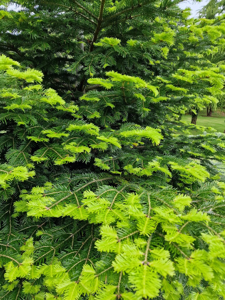 erinrix01's tweet photo. These colours 😍 Absolutely gorgeous!!!! 
#aussieinscotland #walk #green #tree #thesecolours #stunning #nature https://t.co/Ubck5l9olC