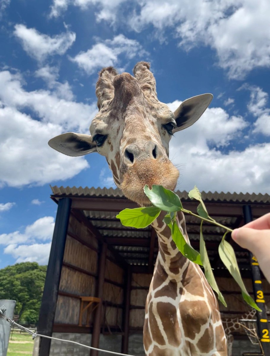 Alba_rdp's tweet photo. ゴールデンウィークに行った山口県,きれいでした😀😀 https://t.co/zs8cLh82BH