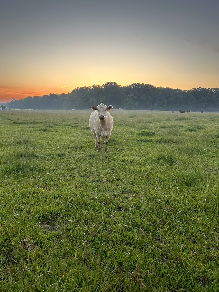 Happy cows on my run this morning.