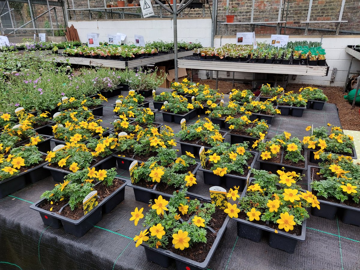 Haringtonscheme's tweet image. Thank you to everyone who came along to our Plant Sale and Open Day, despite the rain. We're doing it all again tomorrow! Lots of lovely plants, more cake and live music from the awesome @londonbrassband Sunday 7th May 10am til 1pm.