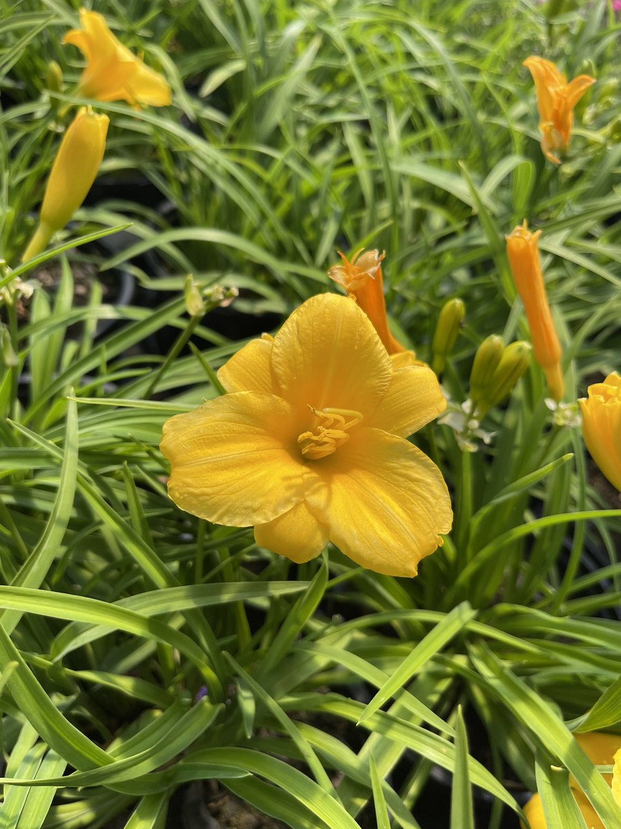 Wendy56257902's tweet photo. Saturday Sunshine! These Day lilies are in the nursery @TLCGarden1, open at 9 am for all your gardening needs & wants! #bloominsummer #gardening #shoplocalokc https://t.co/0Rce6IfLeE