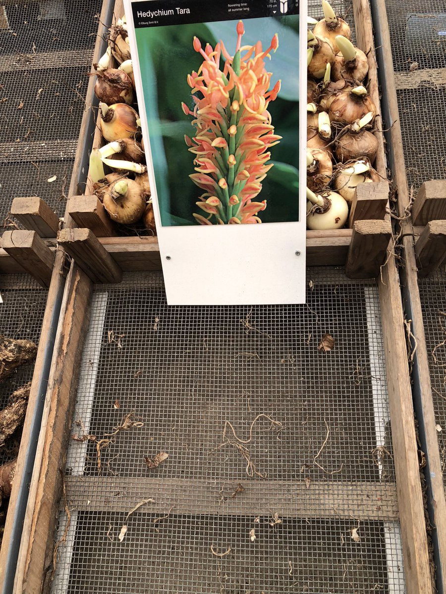 Len52790614's tweet photo. There is only one place to go bulb hunting. #Amsterdam #amsterdamcalling #FlowerHunting #Flowers https://t.co/U0KYfOjqI5