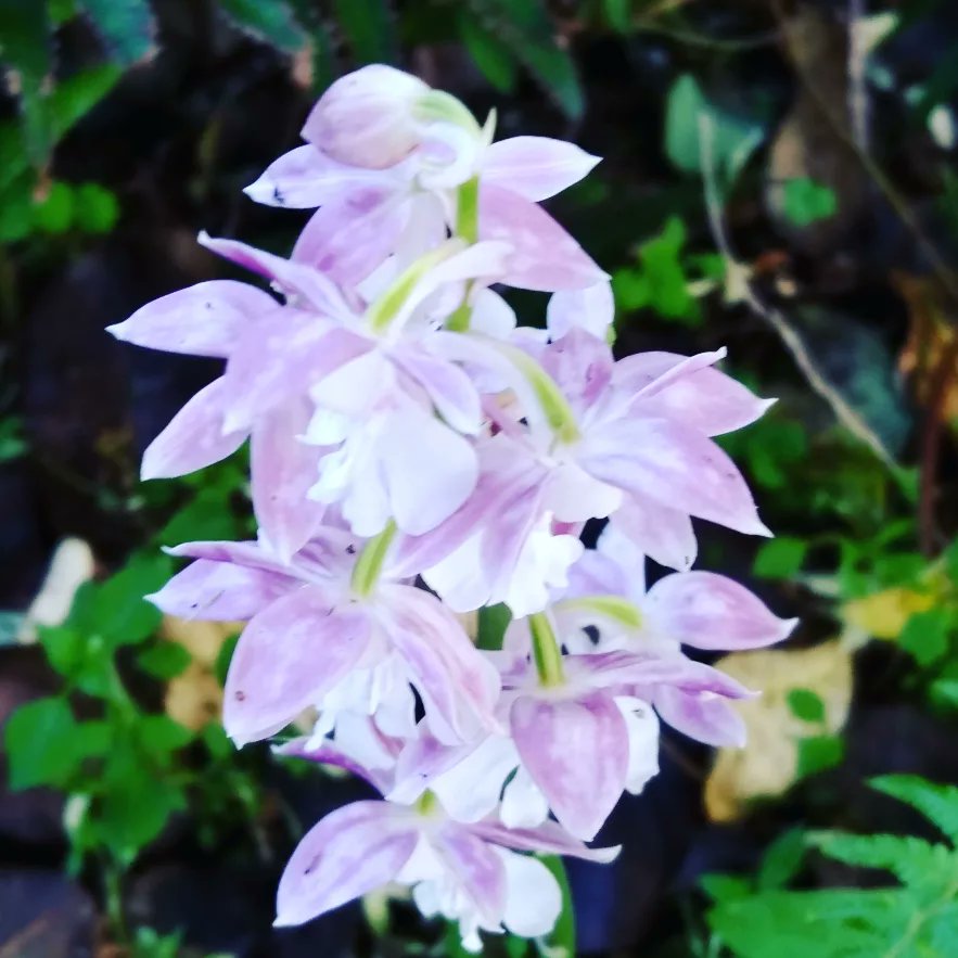 yururinosuke's tweet photo. エビネ蘭も咲いてた

#蘭 #ラン #らん #エビネ蘭 #えびね蘭 #orchid #田園 #田舎 #田舎生活 #田舎暮らし #自然 #庭 #ガーデニング #園芸 #畑 #花 #flower #フラワー #プランター #植物 #植物のある生活 #季節の花 #農家 #農業 https://t.co/IEGAbbY1E5