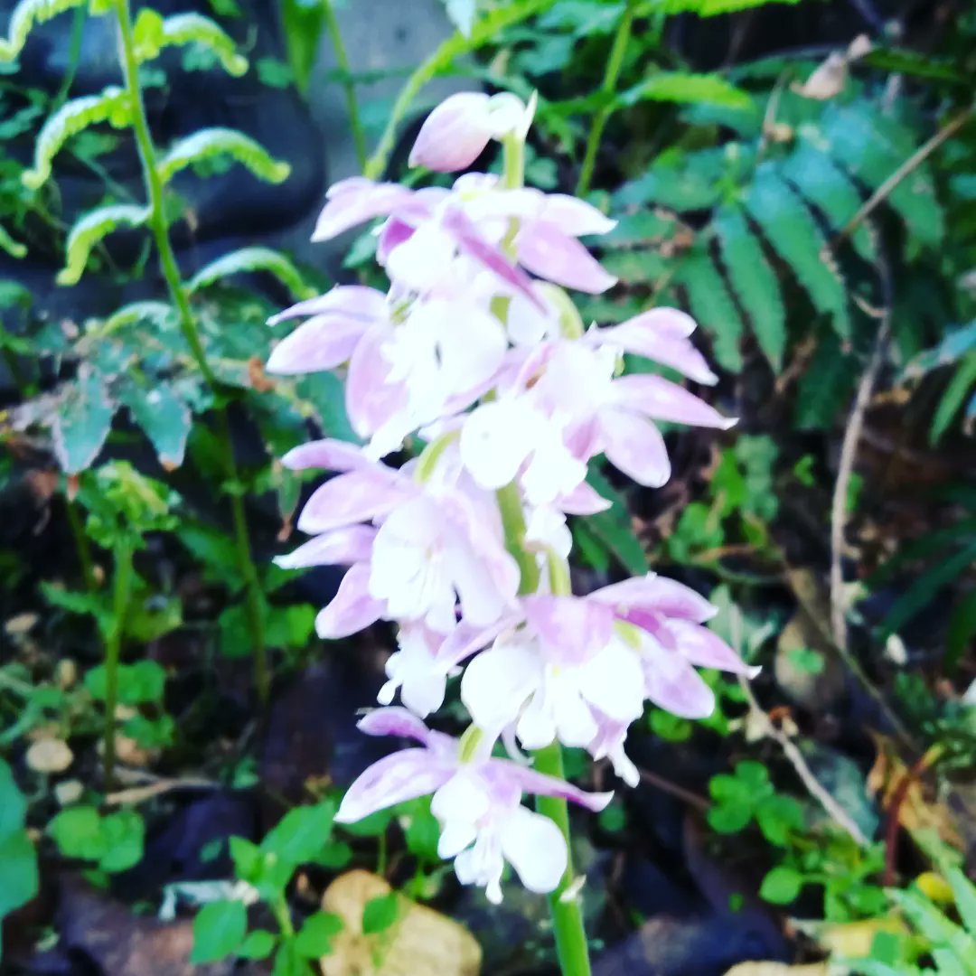 yururinosuke's tweet photo. エビネ蘭も咲いてた

#蘭 #ラン #らん #エビネ蘭 #えびね蘭 #orchid #田園 #田舎 #田舎生活 #田舎暮らし #自然 #庭 #ガーデニング #園芸 #畑 #花 #flower #フラワー #プランター #植物 #植物のある生活 #季節の花 #農家 #農業 https://t.co/IEGAbbY1E5