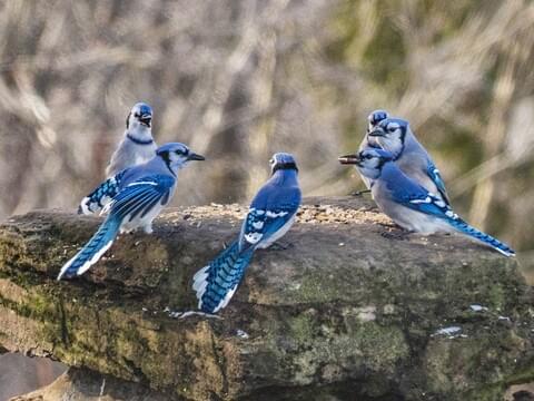 DailyCorvids's tweet photo. Me and the boys gathering to plot something really stupid https://t.co/ESCTRGjmZG