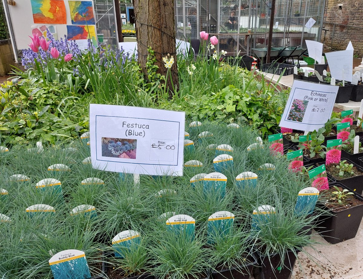 Haringtonscheme's tweet image. Thank you to everyone who came along to our Plant Sale and Open Day, despite the rain. We're doing it all again tomorrow! Lots of lovely plants, more cake and live music from the awesome @londonbrassband Sunday 7th May 10am til 1pm.