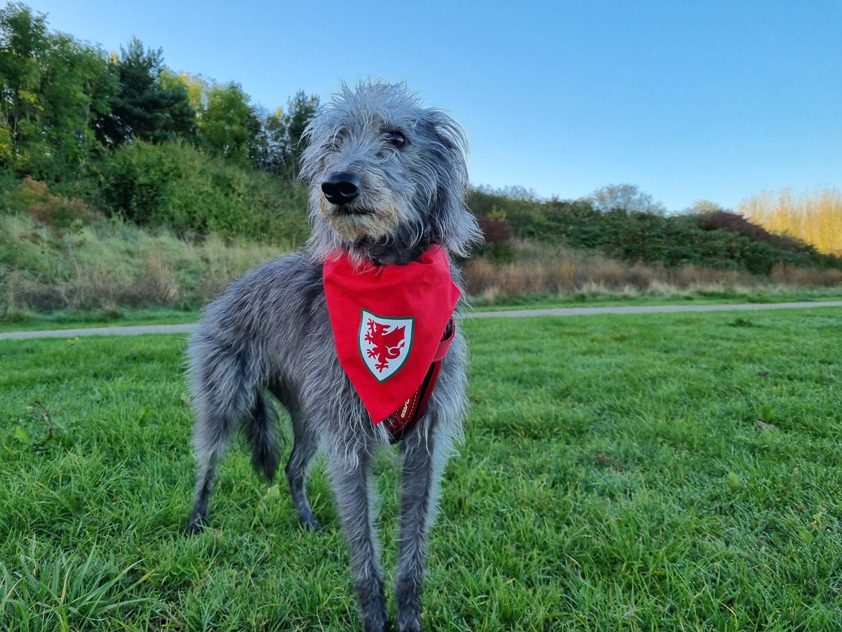 grangedog_rosie's tweet photo. Can they arrest #dogs?
Nid Fy Brenin
#NotMyKing #indydog https://t.co/SGdwpwuOO4